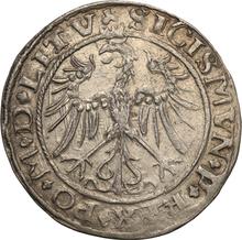 1 grosz 1536    "Lituania"