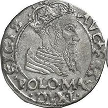 1 grosz 1566    "Lituania"