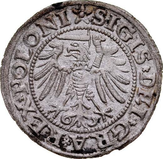 Реверс монеты - Шеляг 1532 года "Гданьск" - цена серебряной монеты - Польша, Сигизмунд I Старый