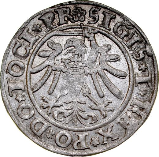 Rewers monety - 1 grosz 1535 "Elbląg" - cena srebrnej monety - Polska, Zygmunt I Stary